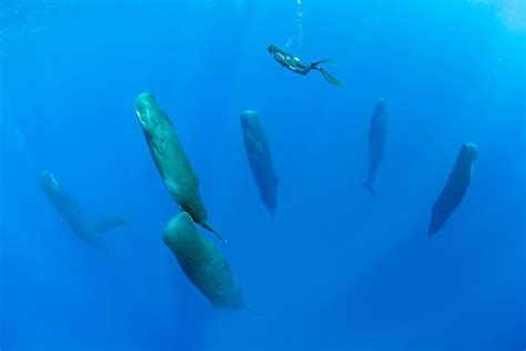 Tail Standing Sleeping Whales Snooze In Stunning Photo Live Science