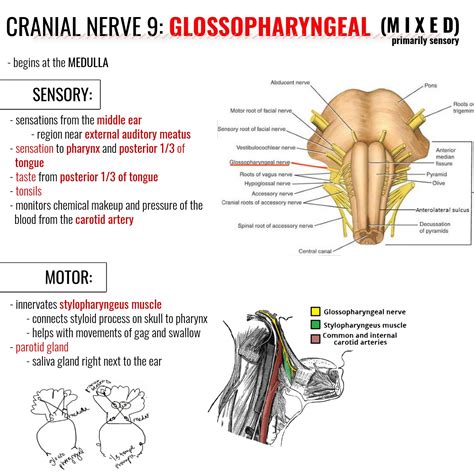 Glossopharyngeal Cranial Nerve Ideas Cranial Nerves Nerve My XXX Hot Girl