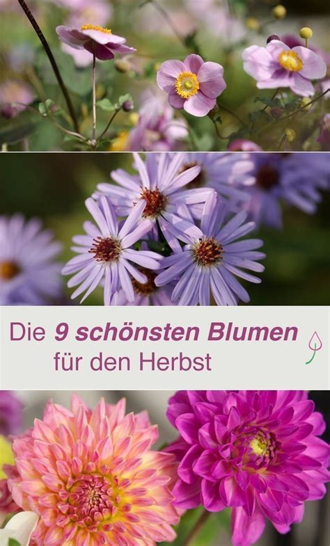 Pflegeleichte pflanzen für den garten. Die Schönsten Blumen Für Den Garten Für eine Bild-perfekte ...