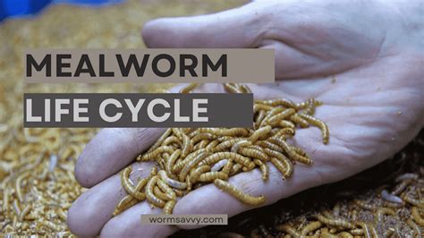 Complete Mealworm Lifecycle For Beginners