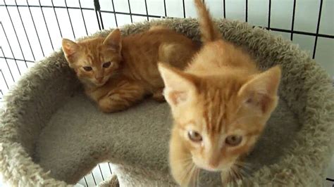 Two Feral Orange Tabby Kittens Youtube