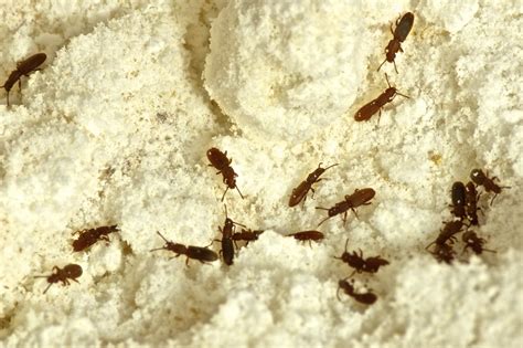 Prevent Pantry Pests Ants Beetles And Other Cabinet Invaders