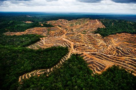 How Palm Oil Cultivation In Borneo Is Threatening The Ecosystem