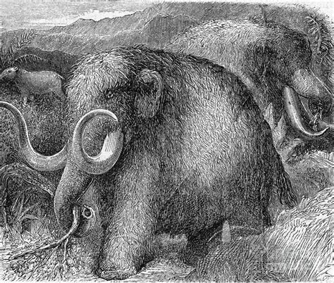 Mammoth Photograph By Photo Researchers Fine Art America