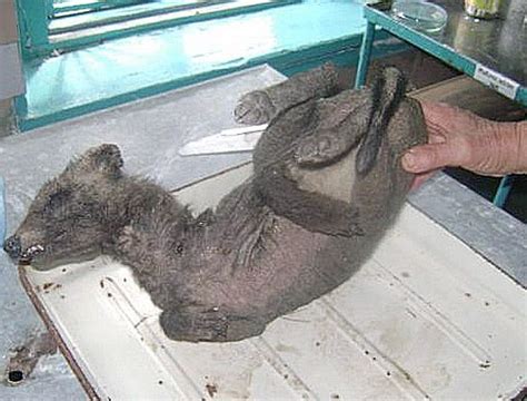 Photo Mutant Animal Found In Ukraine Baltic News Network News From
