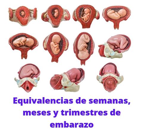 Equivalencias De Semanas Meses Y Trimestres De Embarazo 🤰🏻 Etapas