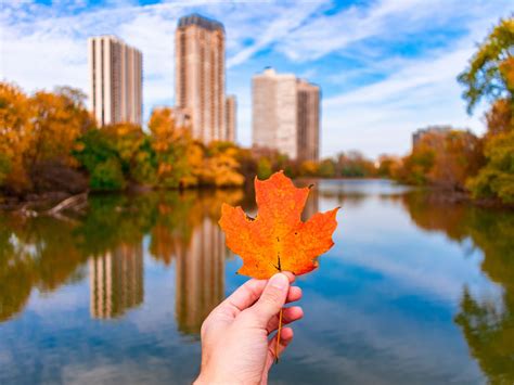 Where to see fall foliage in Chicago - Curbed Chicago