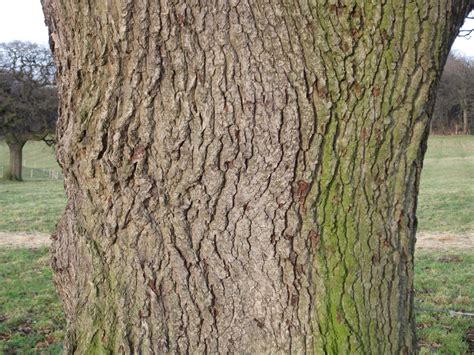 Bark Tree Guide Uk Tree Identification By Type Of Bark