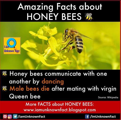Amazing Facts About Honey Bees