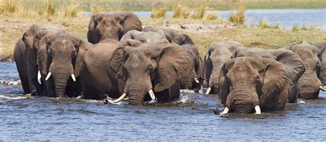 exclusive travel tips for chobe national park in botswana