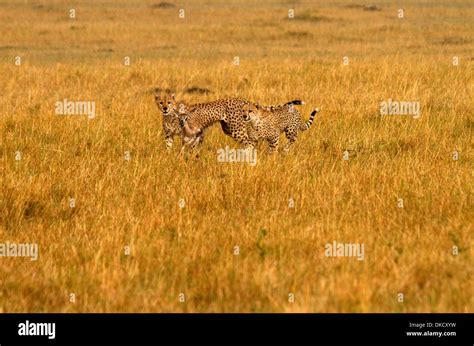 Cheetahs Acinonyx Jubatus Chasing Prey Stock Photo Alamy