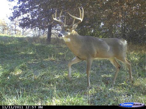 5 Game Camera Tips To Scout For Big Bucks Now