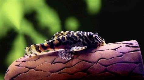 Leopard Frog Pleco L134 Pleco Care Size Lifespan Breeding And More