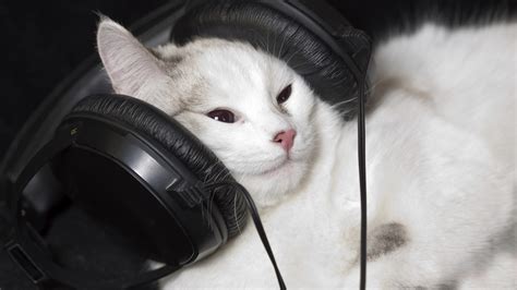 These Tunes Are Music To Your Cats Furry Ears Npr