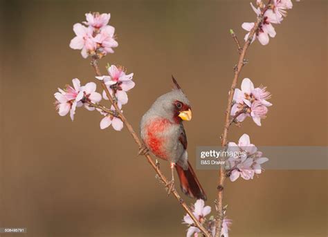 Pyrrhuloxia Or Desert Cardinal Cardinalis Sinuatus Male Perched On