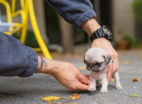 Jill Micro Teacup Pug Female Mini Teacup Puppies Inc