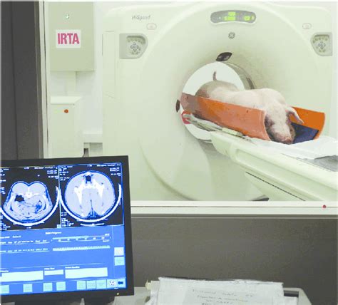 Scanning Of A Pig By Computed Tomography Ct At 120 Kg At Irtas