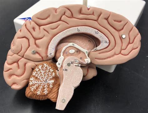 Interior 1 Of Mid Sagittal Brain Labeled Practical Diagram Quizlet
