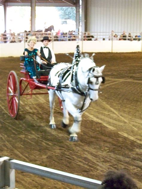 Percheron Draft Horse No 8 Farms Gray Dapple Silver White Percheron