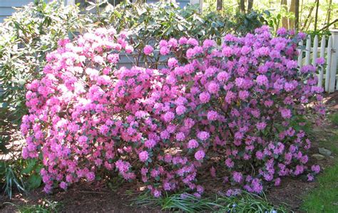 Flowering Shrubs Can Fit The Bill Newstimes
