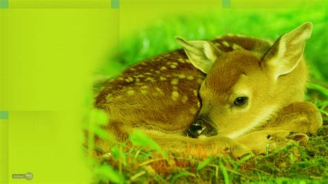 Deer Wallpapers Animal Spot 72 Free Deer Wallpaper On Wallpapersafari