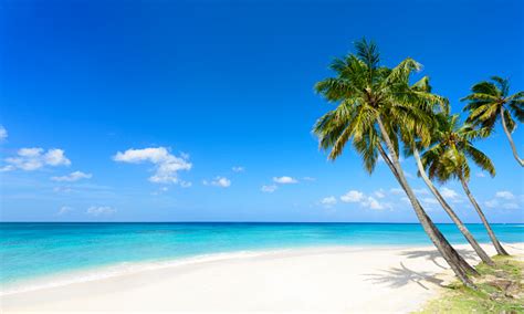 Tropical Beach With White Sand Palm Trees Stock Photo