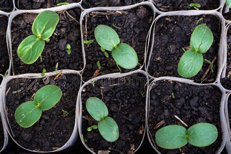 Growing Cucumber Seedlings In The Greenhouse Stock Photo Image Of