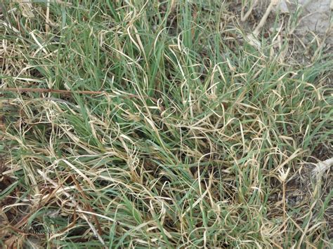 A Wandering Botanist Plant Story The Amazing Buffalograss Buchloë