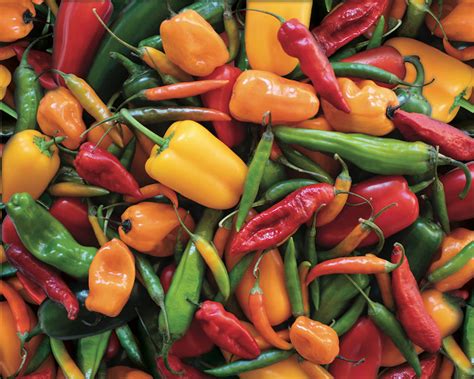 Peppers Peppers Peppers 1000 Pieces Hart Puzzles Puzzle Warehouse