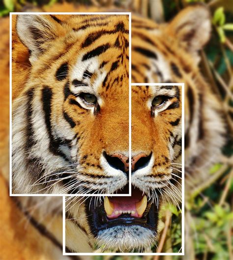 Tiger Photo Collage Free Image Download
