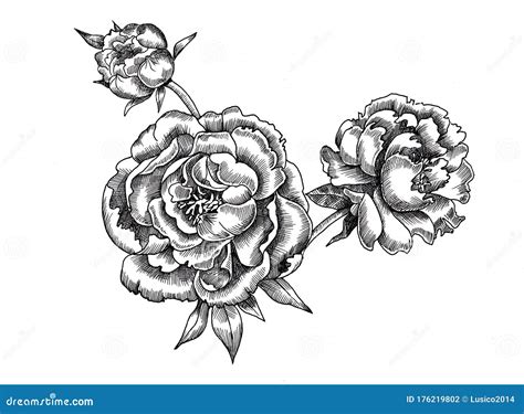 Hand Drawing Ink Monochrome Peon Flowers Illustration Stock