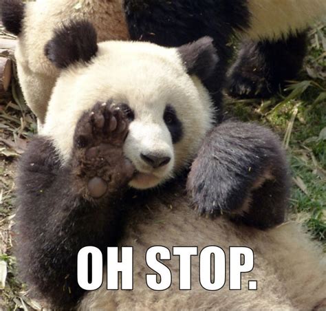 Ghim Của Cranberry Panda Trên Panda Memes Gấu Trúc Chó Con Instagram
