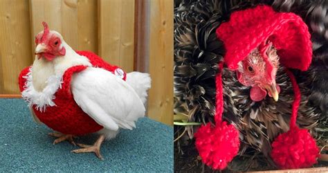37 Chickens In Their Little Knitted Outfits Ready For Fall Chicken Outfit Crochet Chicken