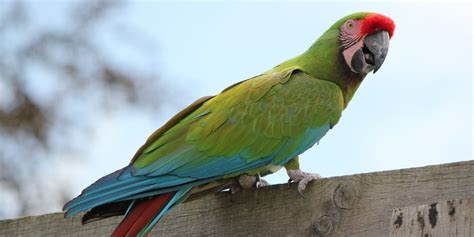 Military Macaw Facts Types Price Care Training And More Your