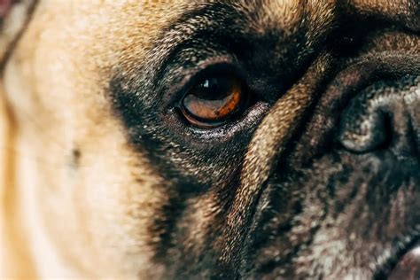 French Bulldog Cherry Eye Causes Symptoms And Treatment