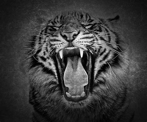 Tiger Roar Photograph By Athena Mckinzie Fine Art America