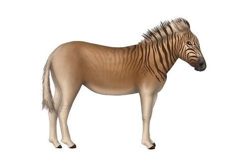 quagga facts and beyond biology dictionary