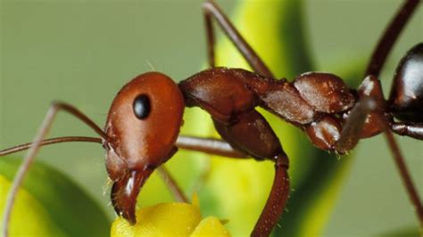 They may play a valuable role in nature, but a little goes a long way — especially around your home and property. BBC - Earth - Ants can navigate despite tiny brains