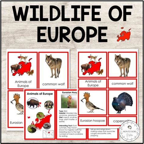 Wildlife Of Europe Montessori Inspired 3 Part Cards
