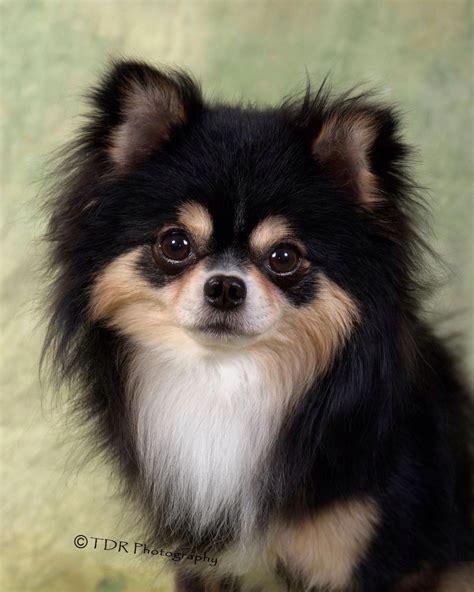 79 Pomeranian Chihuahua Breed Picture Bleumoonproductions