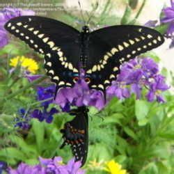 Having a garden that is a welcoming place for butterflies can be a real joy. Florida Butterfly Garden: Selecting native plants to ...