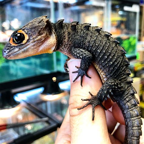 Red Eye Crocodile Skink For Sale Imperial Reptiles Imperial