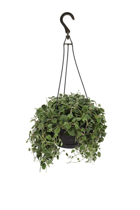 20 Best Indoor Hanging Plants 2022 — Hanging Plants For Home Ph
