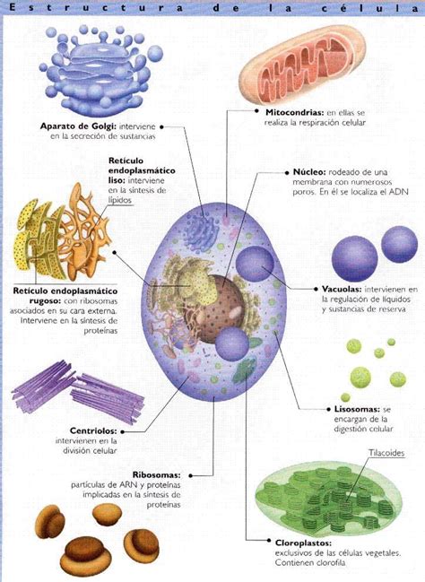 Resultado De Imagen Para Orgánulos Celulares Fisiología Ribosomas