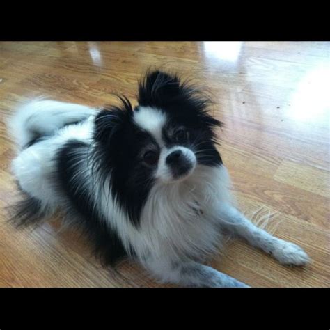 My Puppy Chewy Japanese Chin And Pomeranian Mix With Images