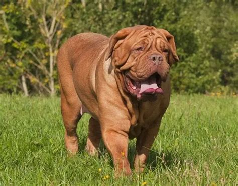 The 10 Biggest Mastiff Dog Breeds Photos