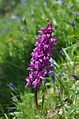Wild orchid growing in the wilds of Scotland | Orchids, Wild orchid ...