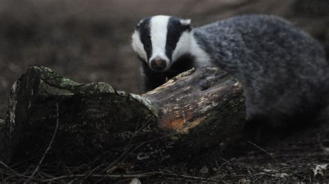 Badger Cull Trials Will Take Place To Tackle Bovine Tb Channel 4 News