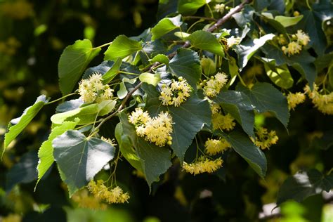 Beech Tree Identification Gardenerdy