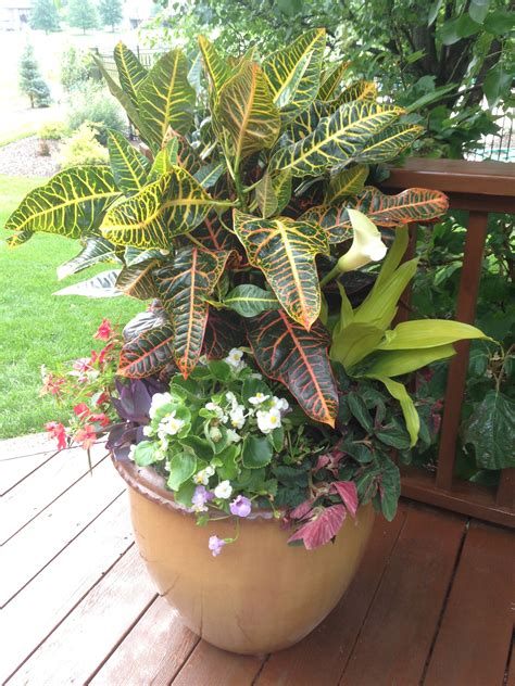 Great Way To Add A Tropical Feel To Your Patio Planter Pots Plants